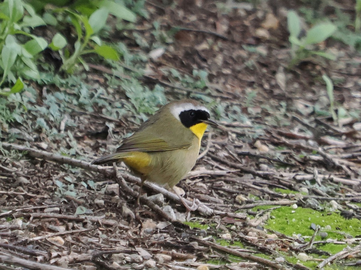 Common Yellowthroat - ML647578158
