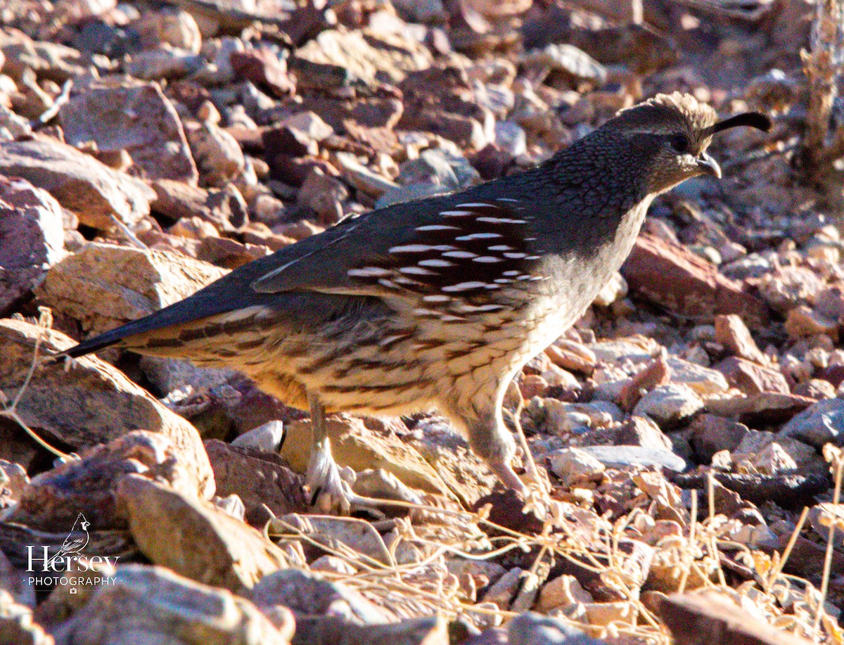 Colin de Gambel - ML647578213