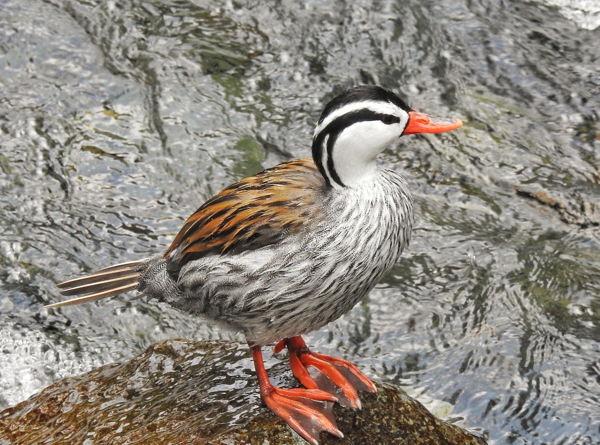 Merganette des torrents - ML647578216