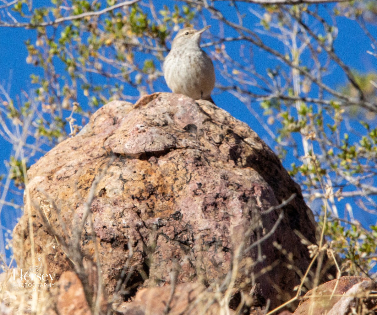 Troglodyte des rochers - ML647578217