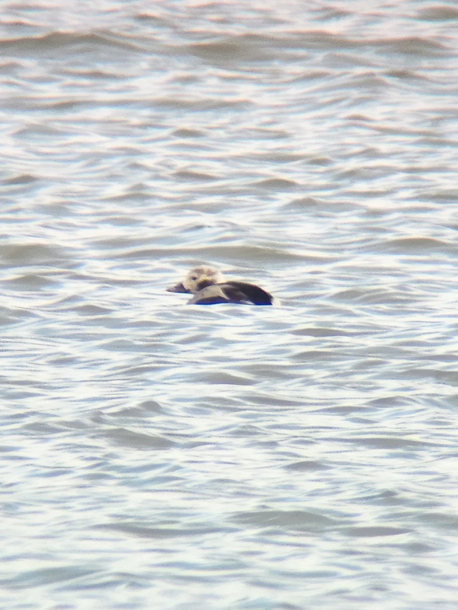 Harelde kakawi - ML647578218