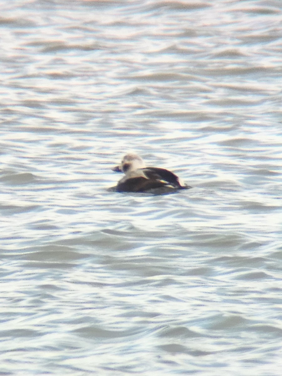 Harelde kakawi - ML647578219