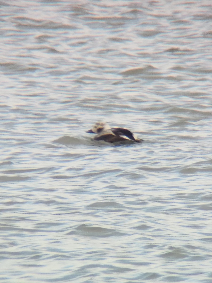 Harelde kakawi - ML647578220