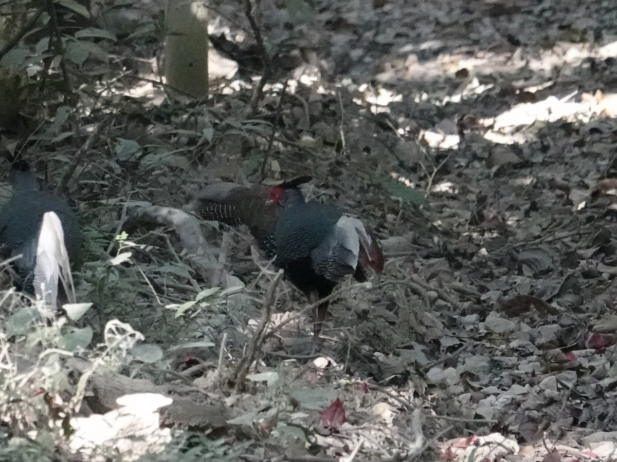 Faisan leucomèle - ML647578221