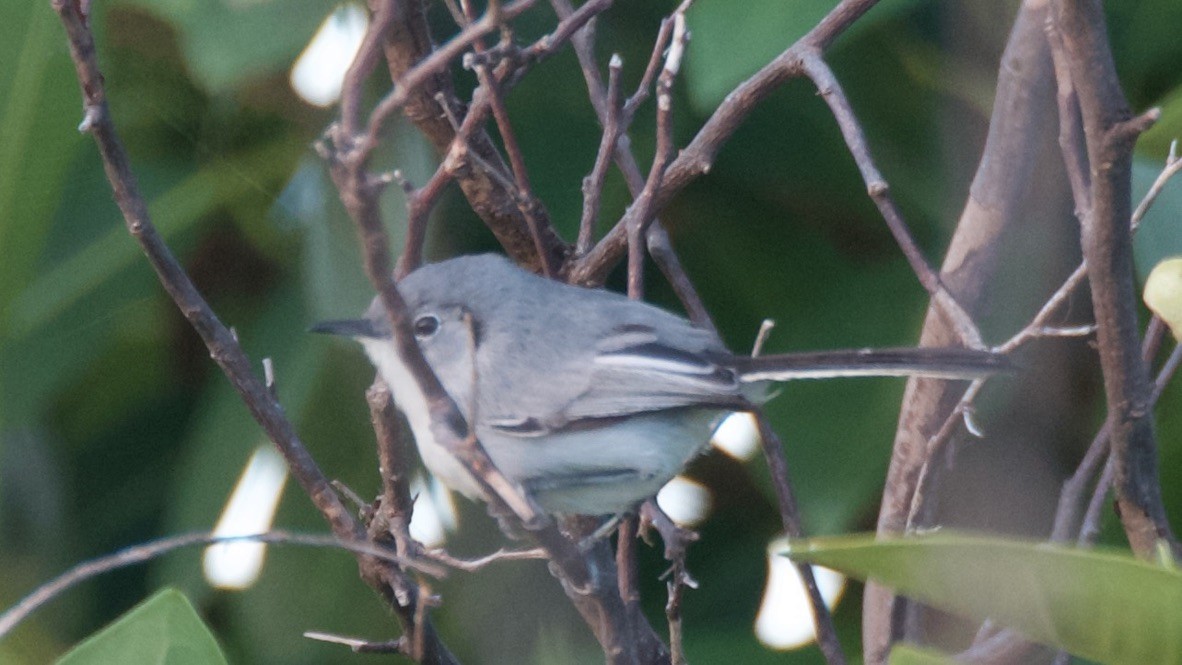 Gobemoucheron de Cuba - ML647578222