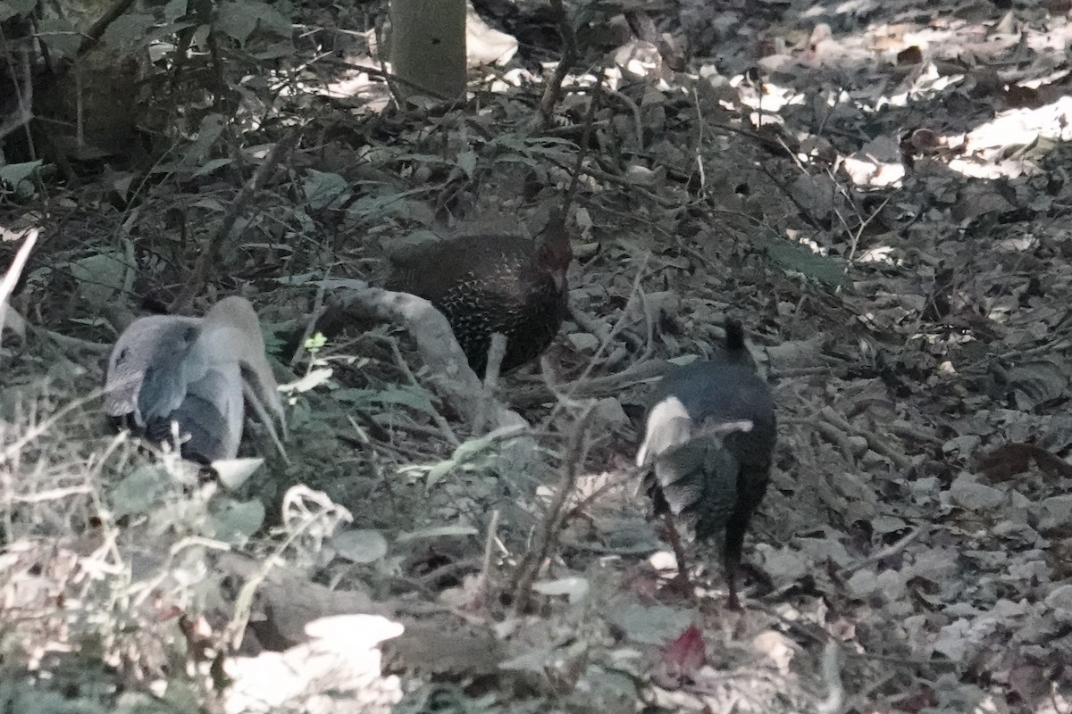 Faisan leucomèle - ML647578224