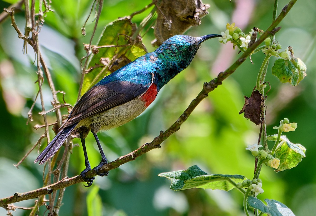 Souimanga du Kilimandjaro - ML647578226