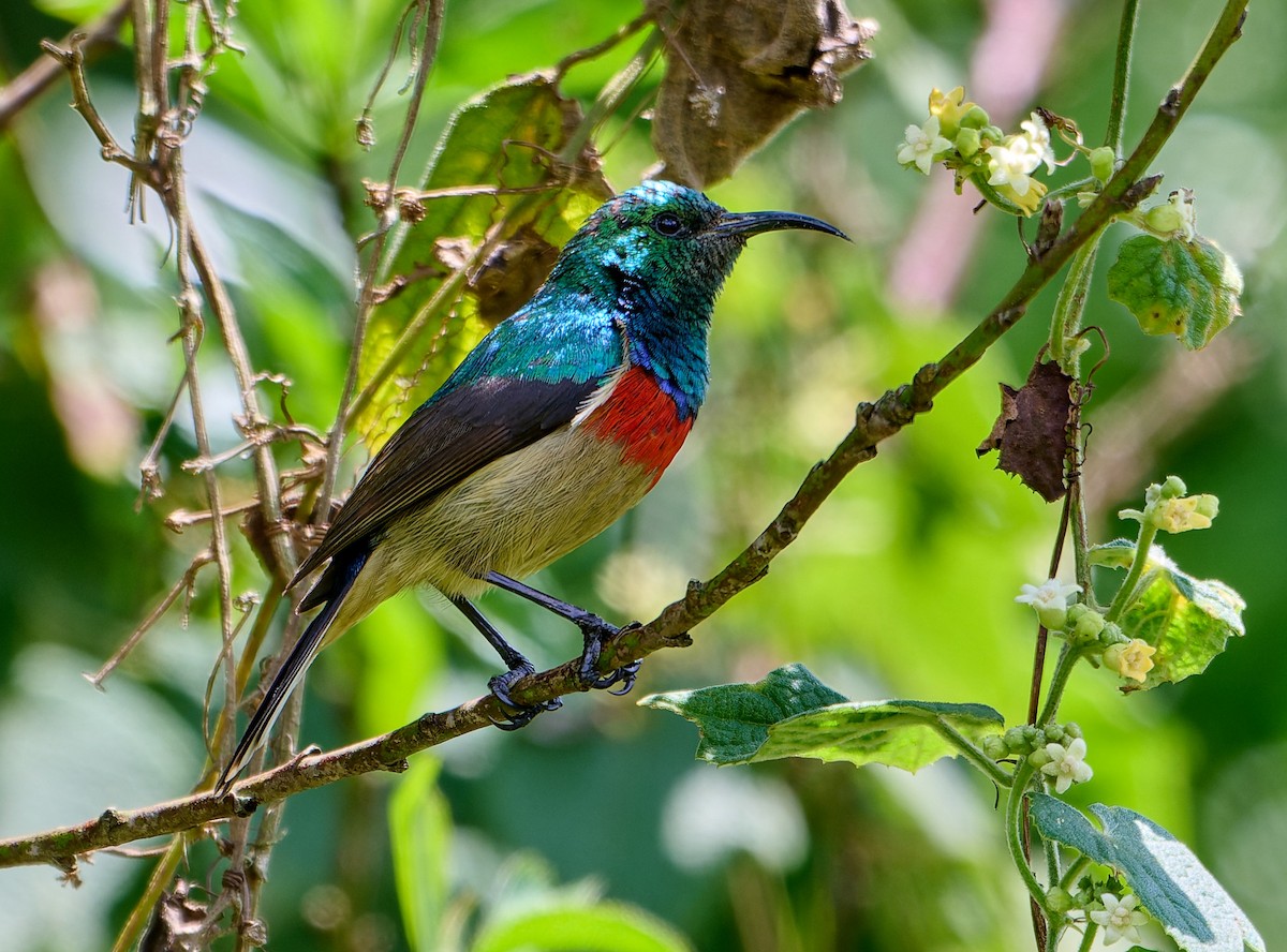 Souimanga du Kilimandjaro - ML647578227