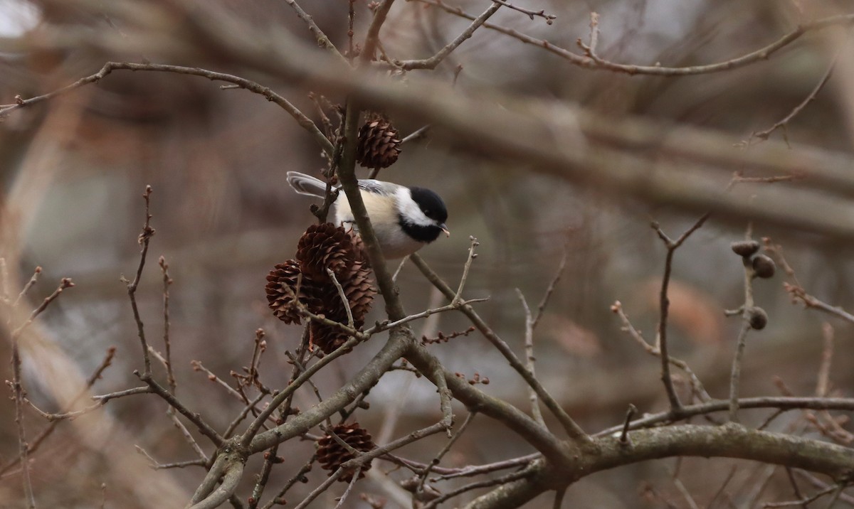 Mésange à tête noire - ML647578230