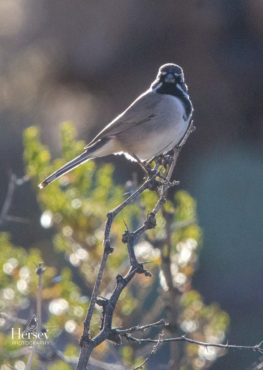 Bruant à gorge noire - ML647578231