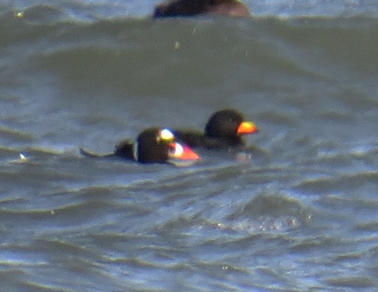 Macreuse à front blanc - ML647578232