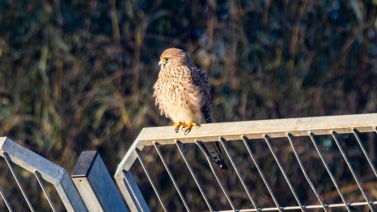 Faucon crécerelle - ML647578233
