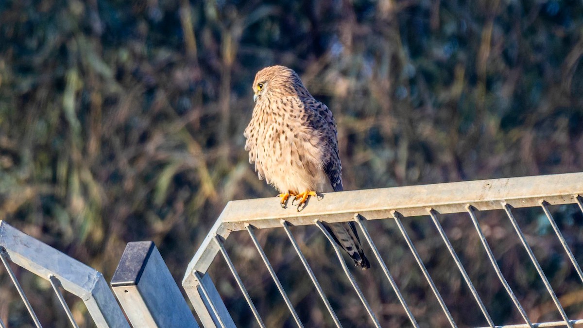 Faucon crécerelle - ML647578234