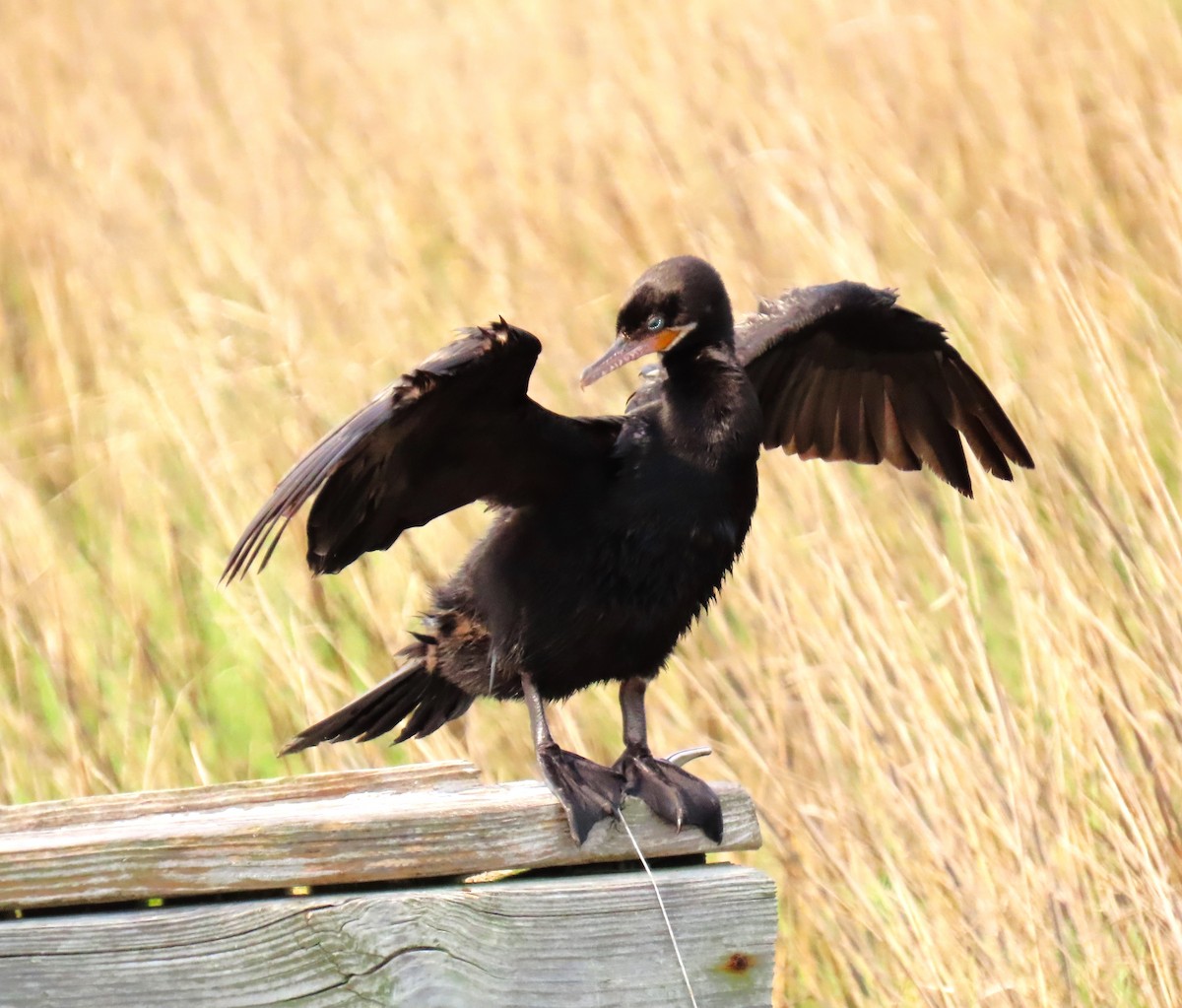 Cormoran vigua - ML647578235