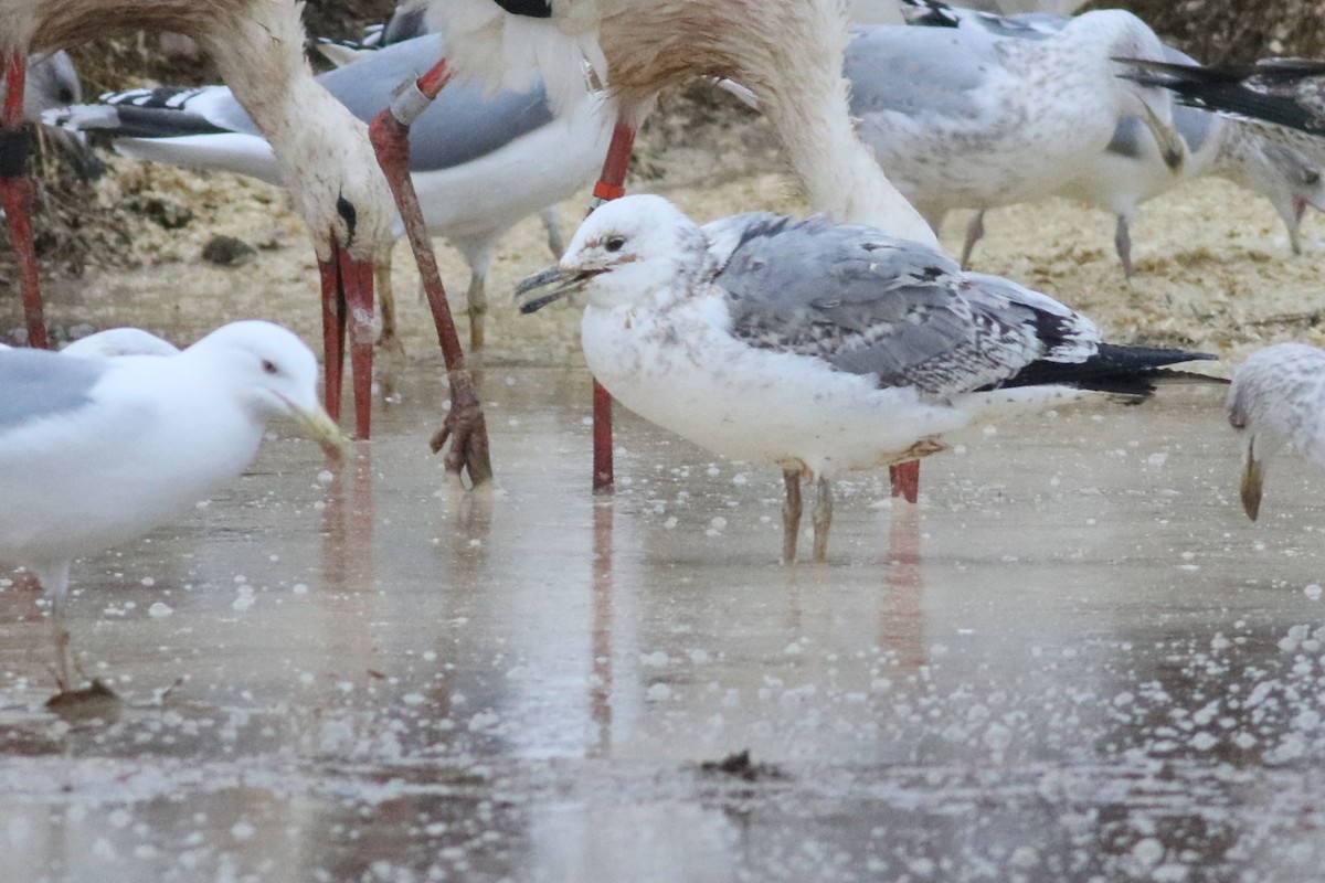 Goéland pontique - ML647578236