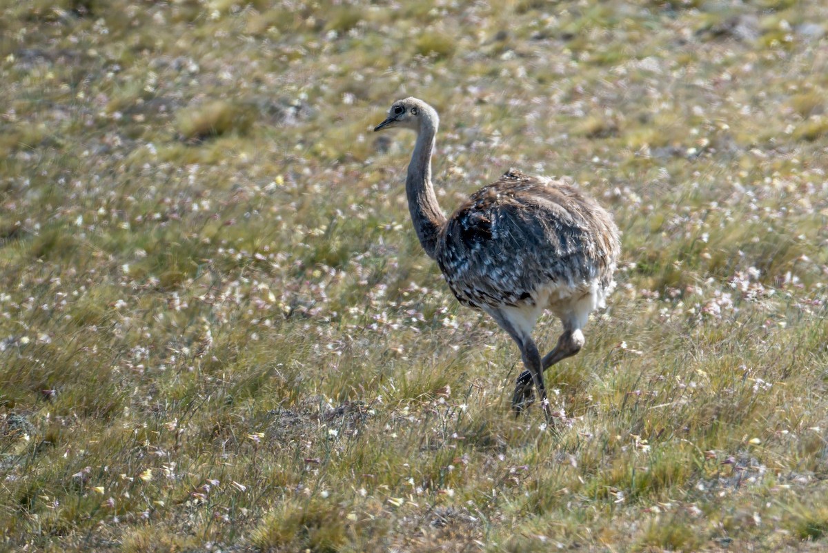 Nandou de Darwin (pennata) - ML647578237