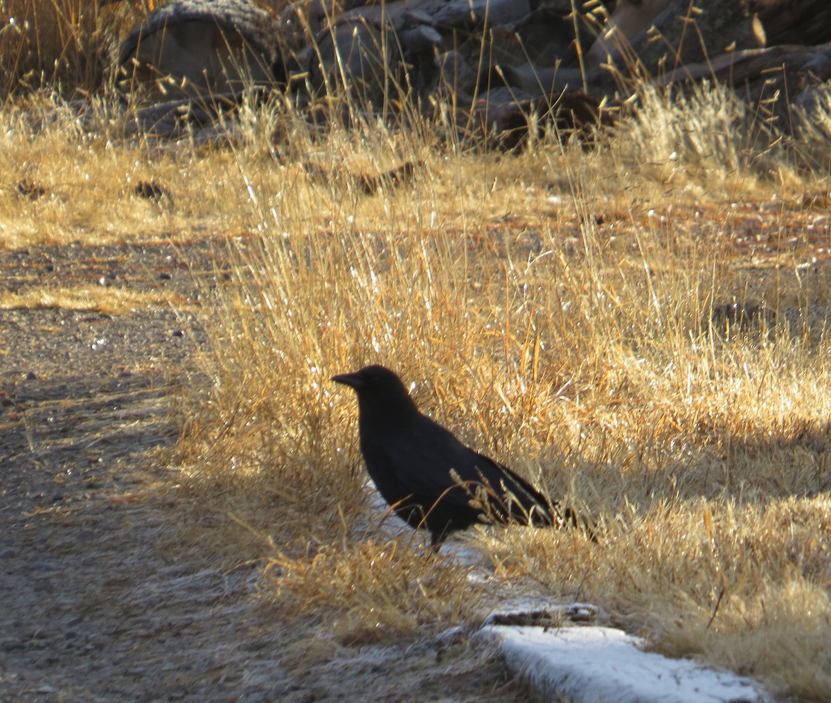 Corneille d'Amérique - ML647578238