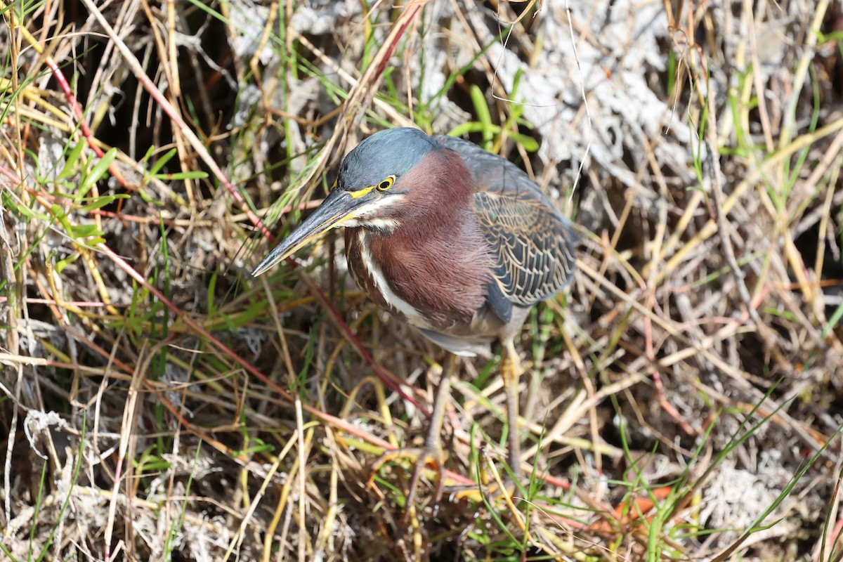 Héron vert - ML647578239