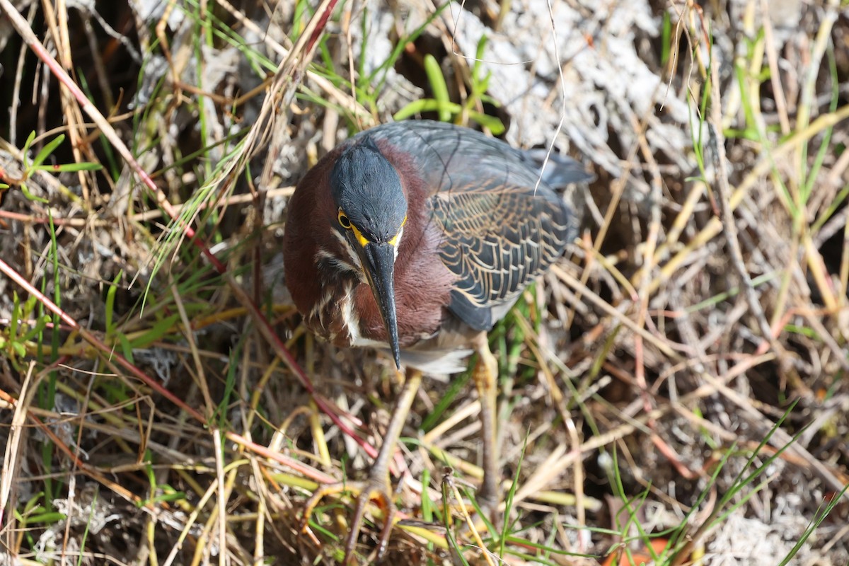 Héron vert - ML647578240