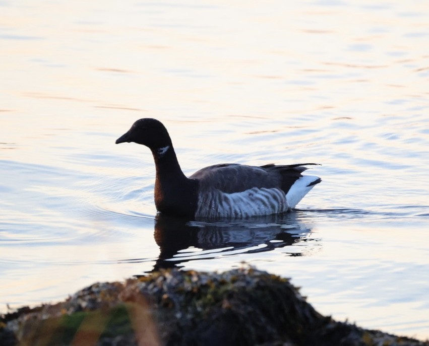 Bernache cravant - ML647578243