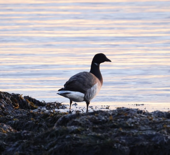 Bernache cravant - ML647578244