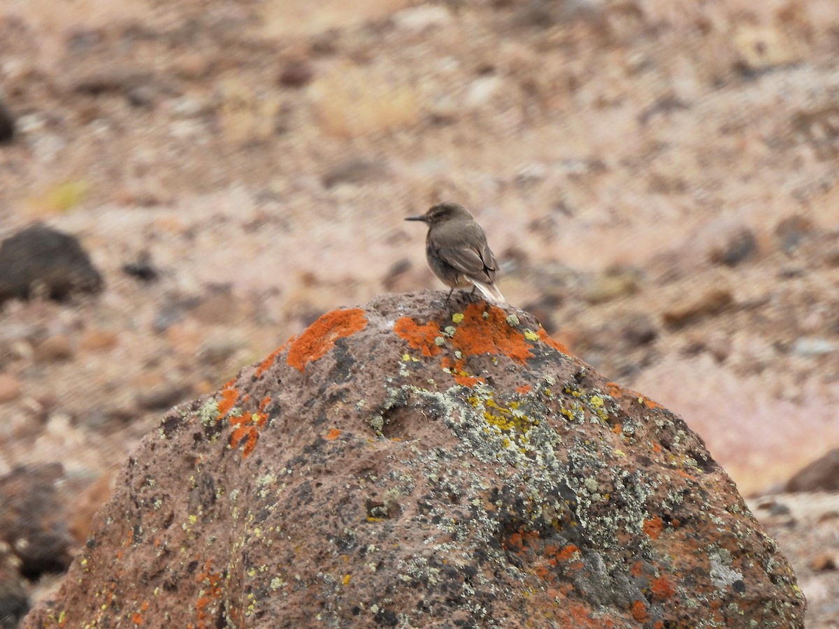 Gaucho à bec noir - ML647578245