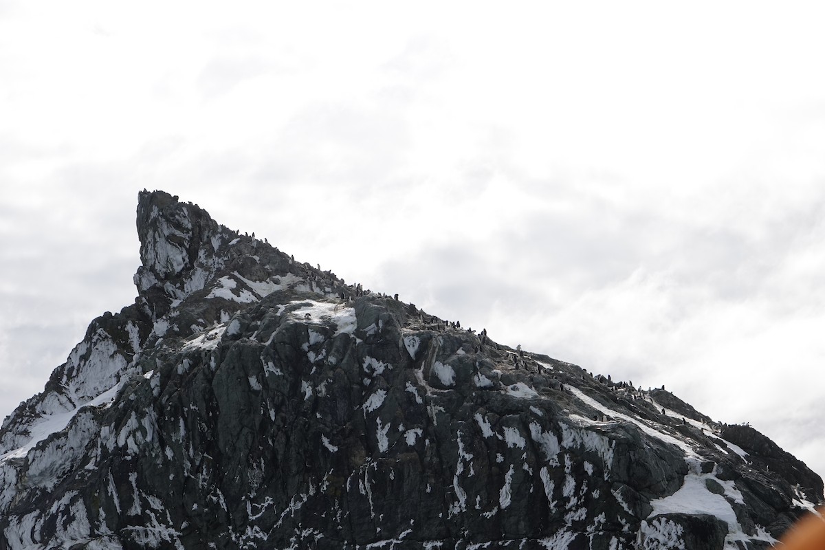 Manchot à jugulaire - ML647578246