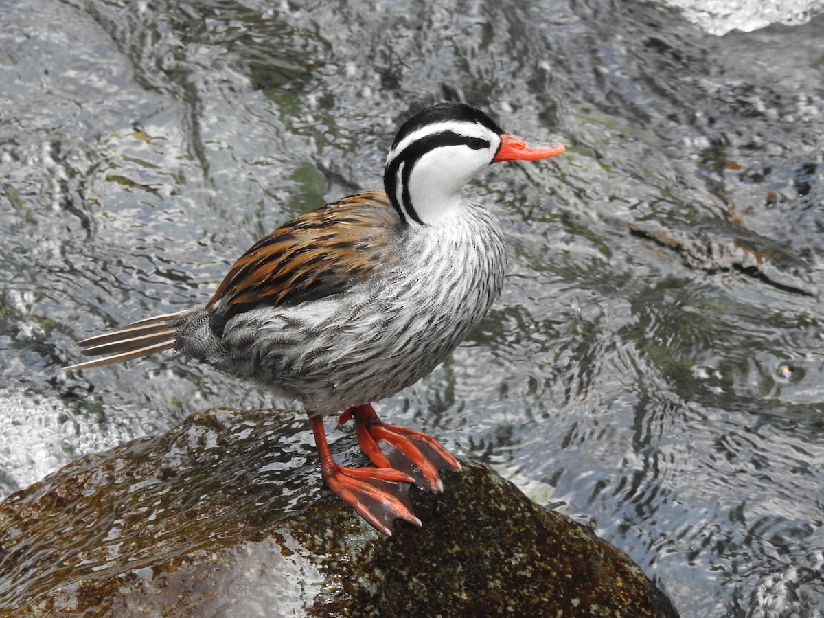 Merganette des torrents - ML647578247