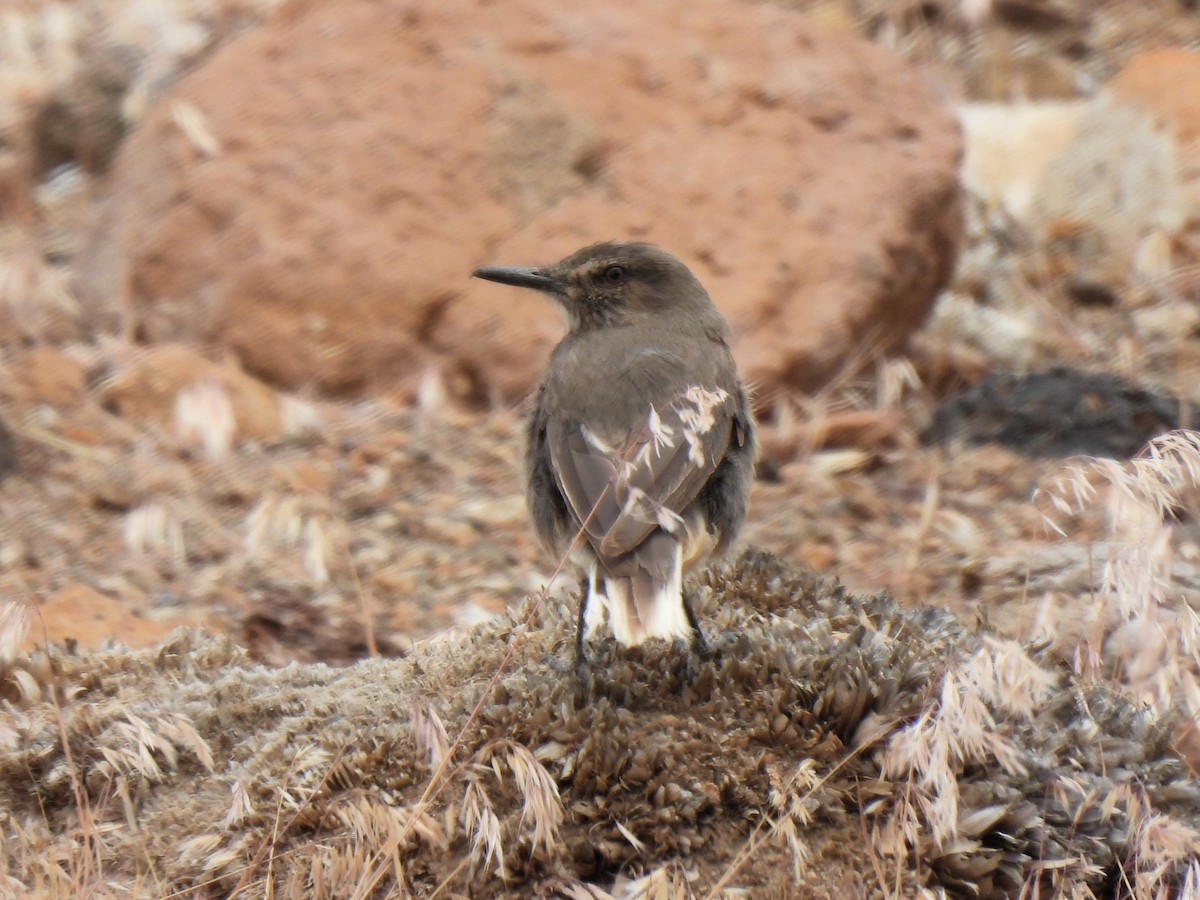 Gaucho à bec noir - ML647578250