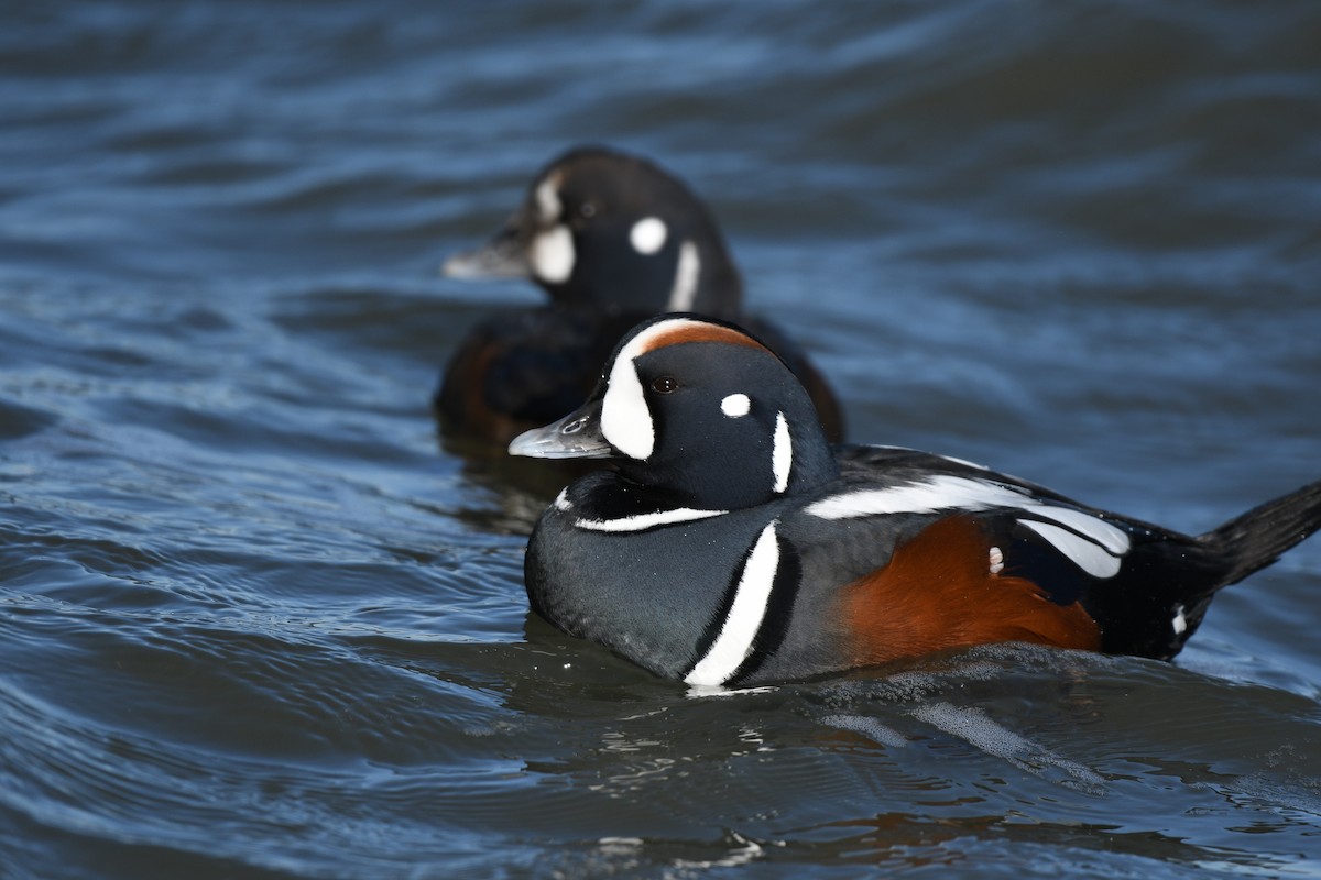 Harlequin Duck - ML647578258