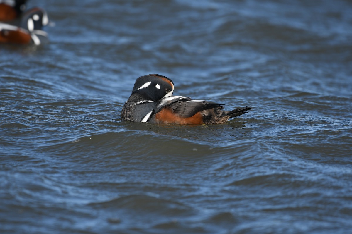 Harlequin Duck - ML647578259