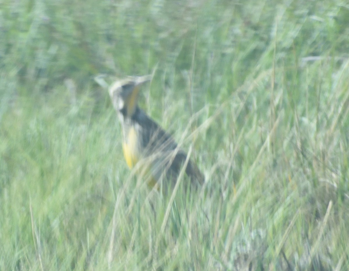 Western Meadowlark - ML647578260