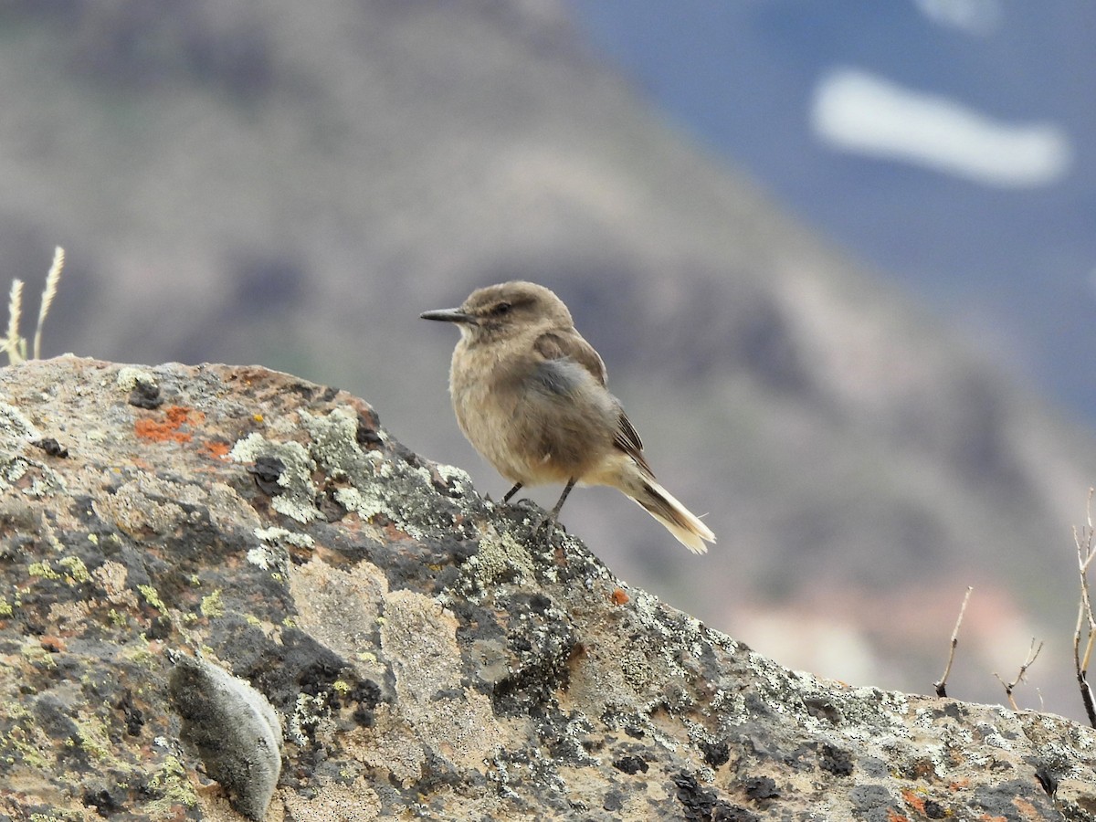 Black-billed Shrike-Tyrant - ML647578263
