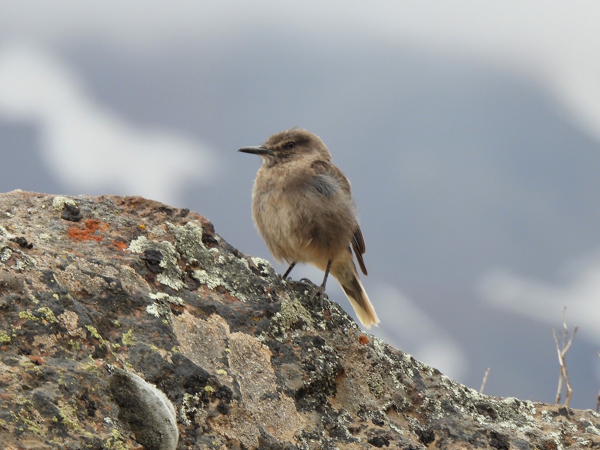 Black-billed Shrike-Tyrant - ML647578269
