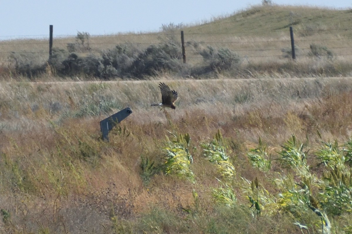 Northern Harrier - ML647578271