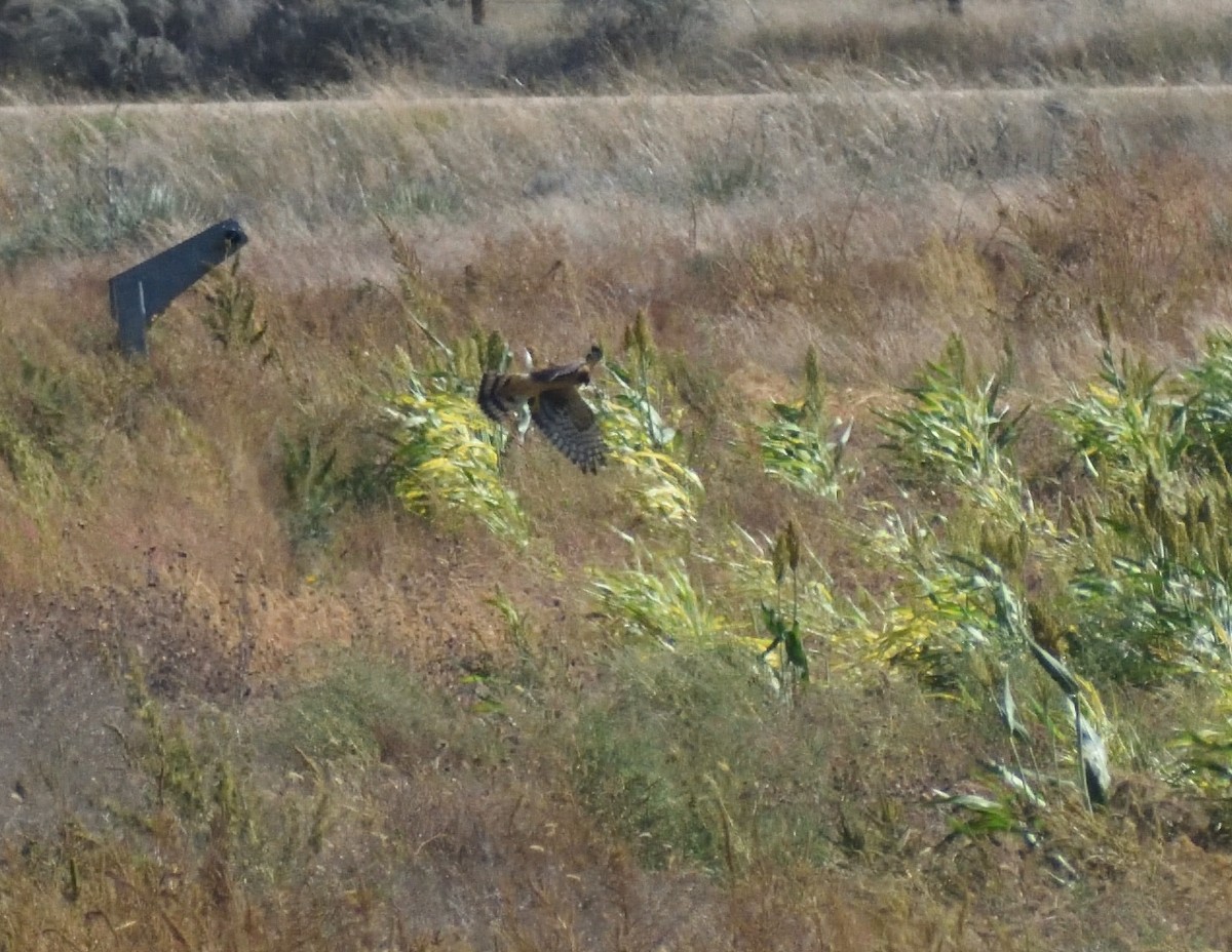 Northern Harrier - ML647578272