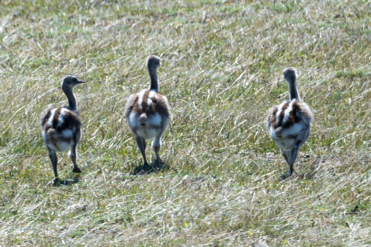 Lesser Rhea (Darwin's) - ML647578276