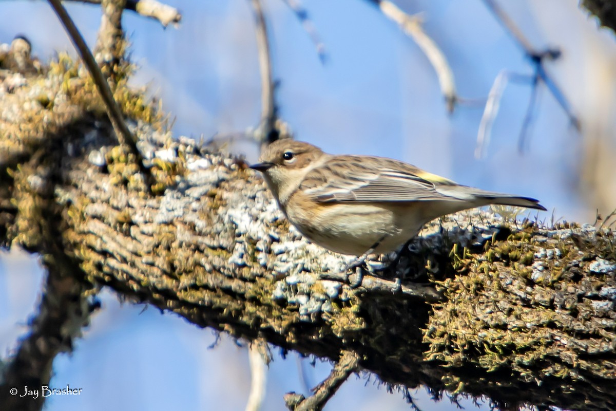 lesňáček žlutoskvrnný (ssp. coronata) - ML647578286