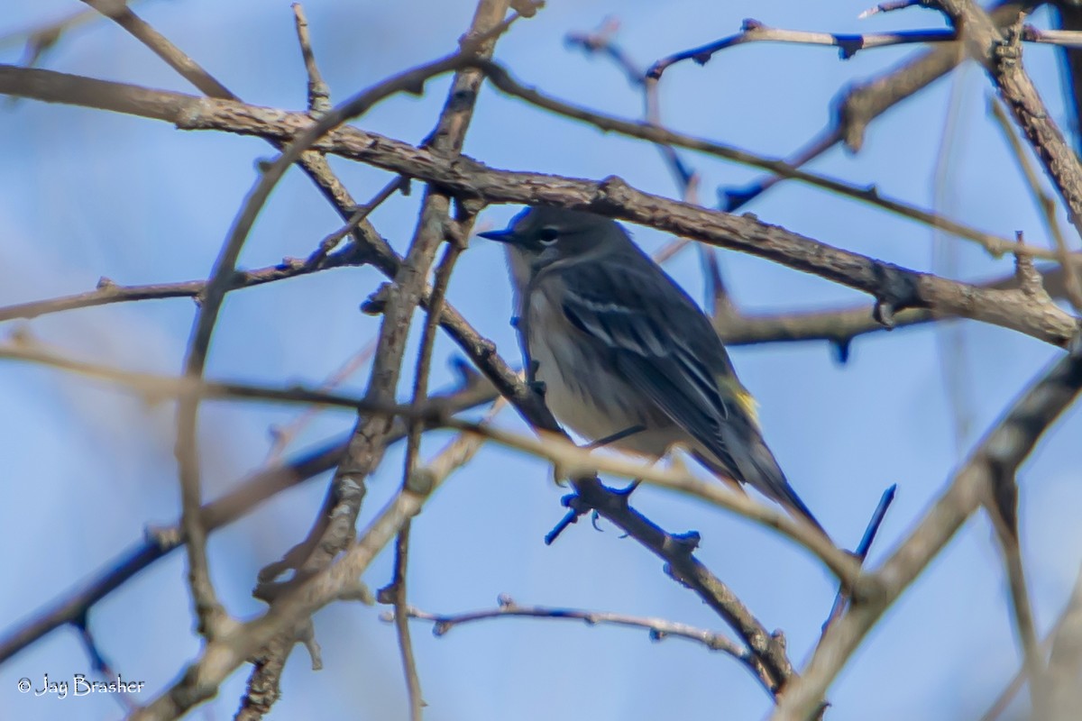 lesňáček žlutoskvrnný (ssp. coronata) - ML647578287