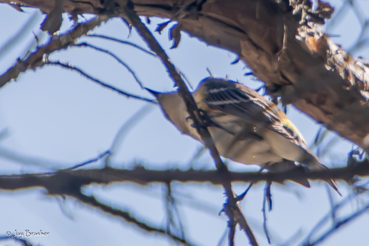 lesňáček žlutoskvrnný (ssp. coronata) - ML647578288