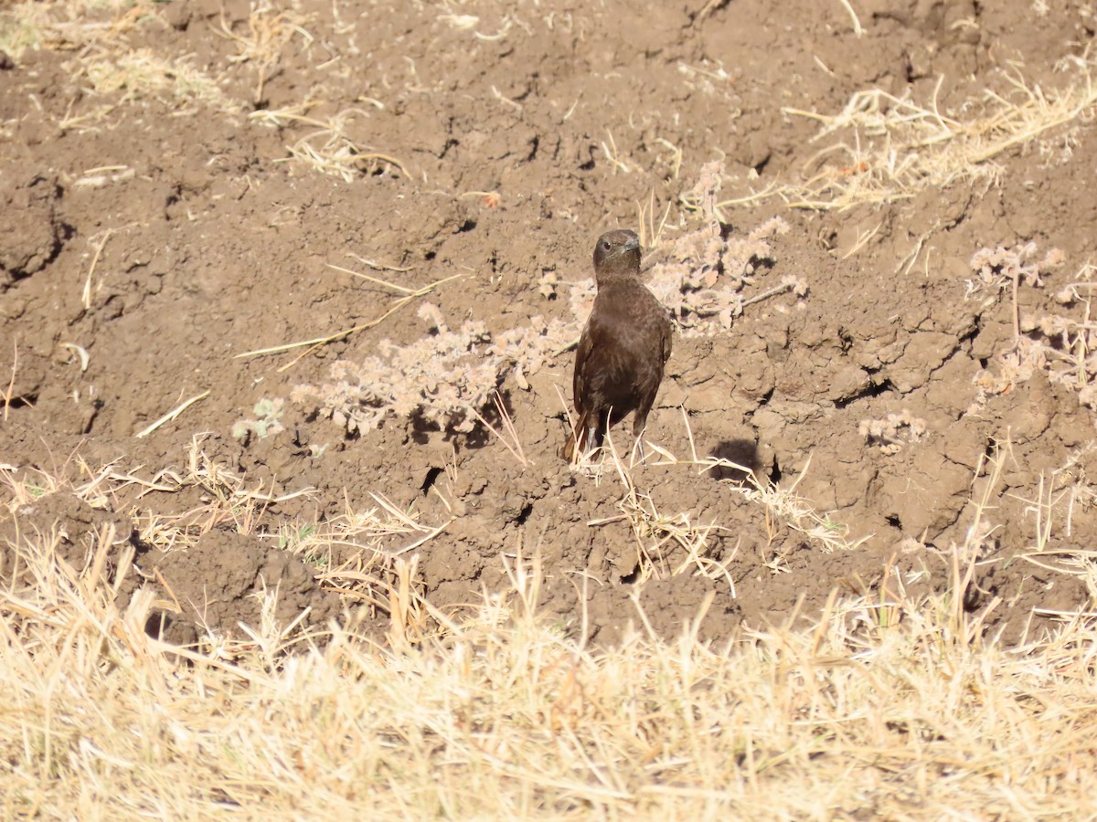 Northern Anteater-Chat - ML647578291