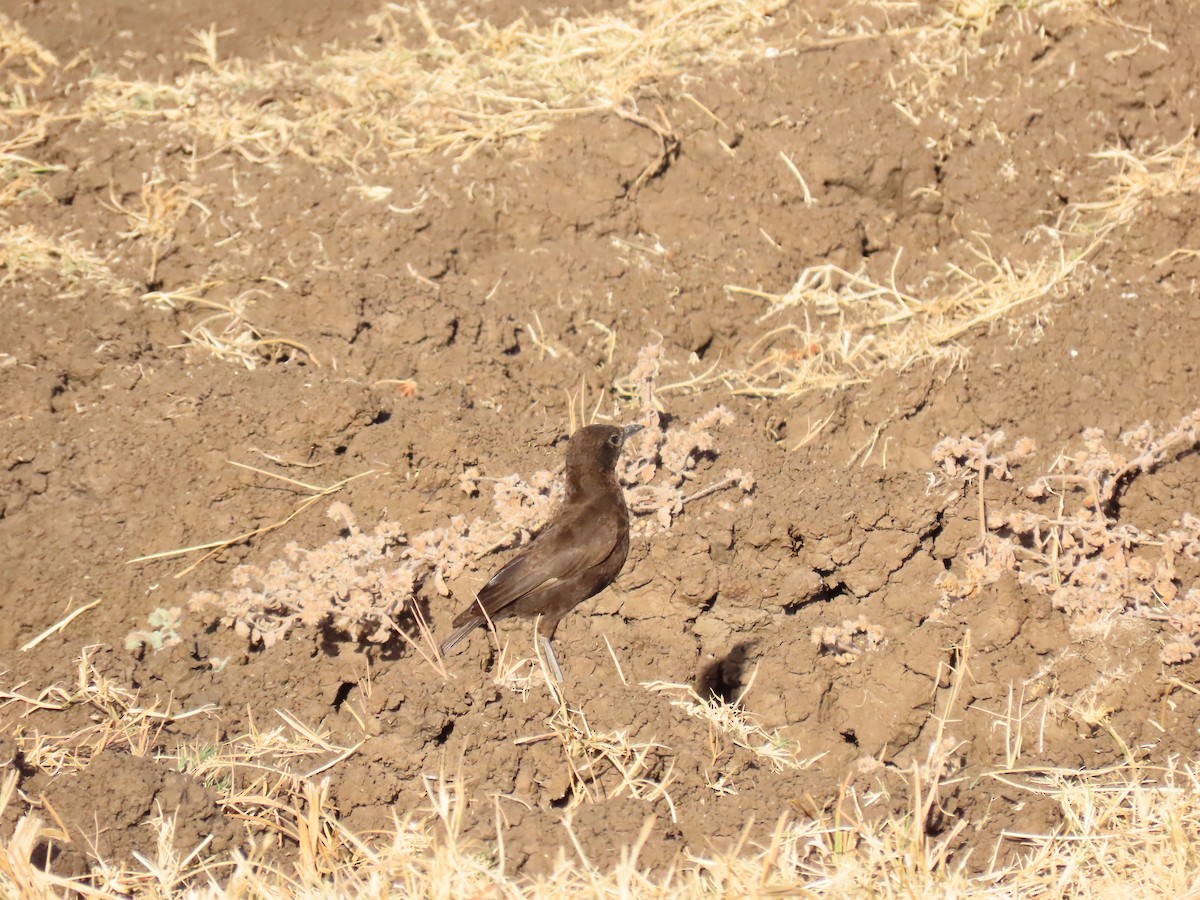 Northern Anteater-Chat - ML647578292