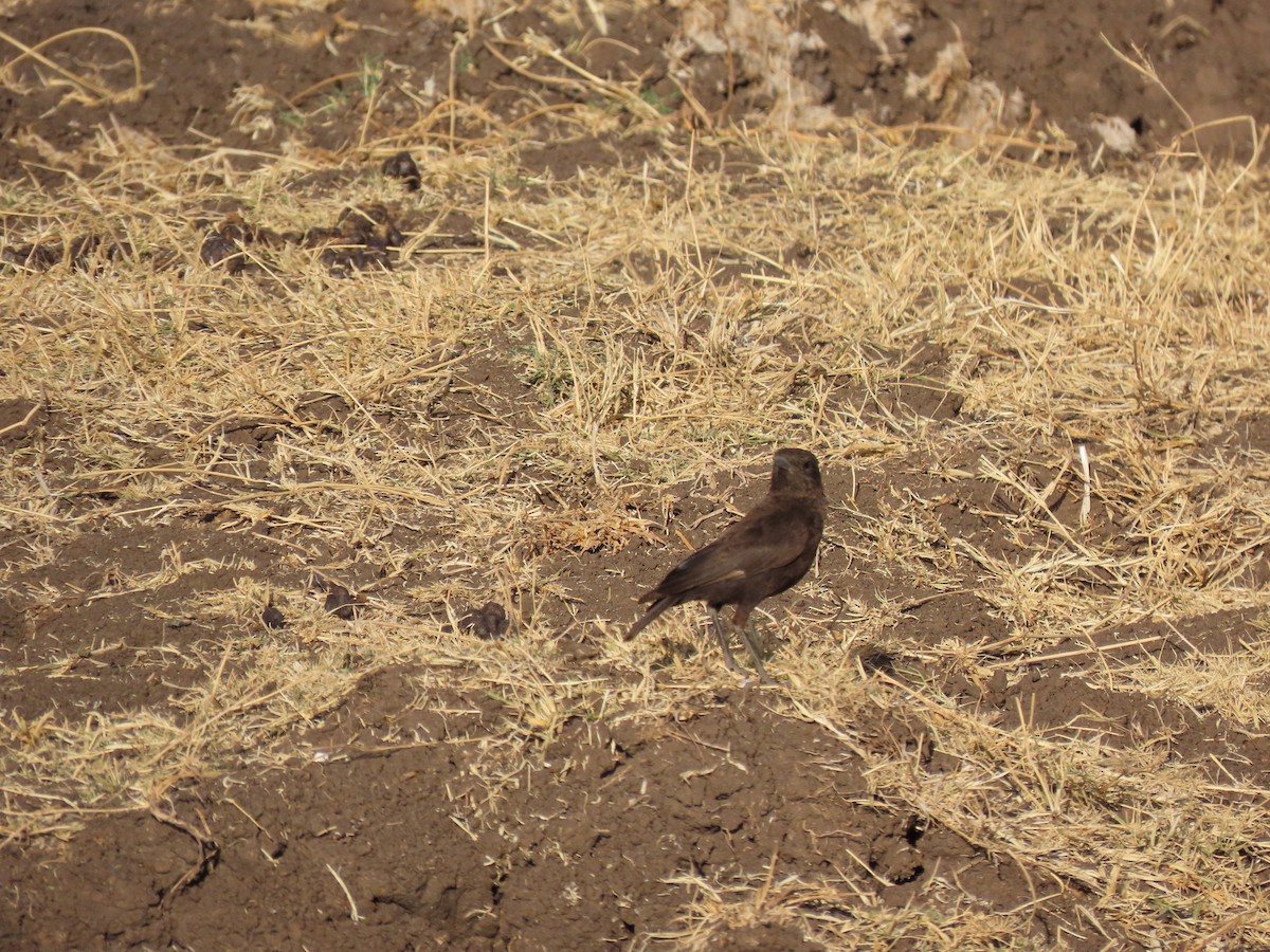 Northern Anteater-Chat - ML647578293
