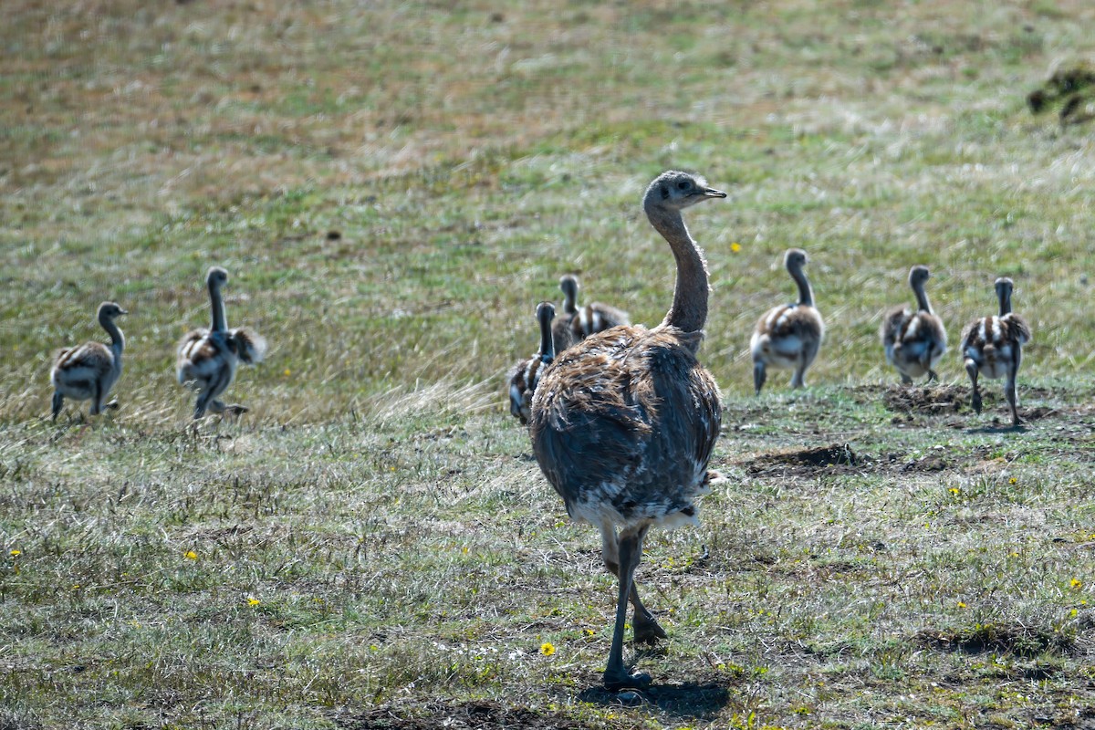 Lesser Rhea (Darwin's) - ML647578294