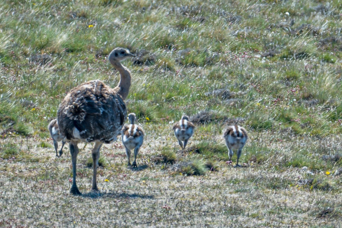 Lesser Rhea (Darwin's) - ML647578307