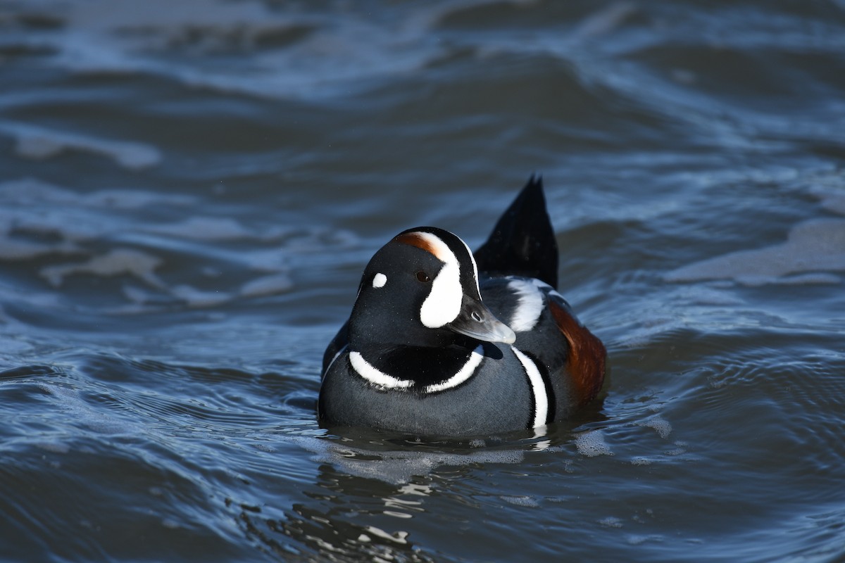 Harlequin Duck - ML647578310
