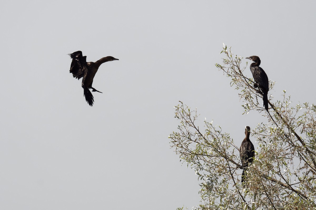 Ubarroi txikia - ML647578316