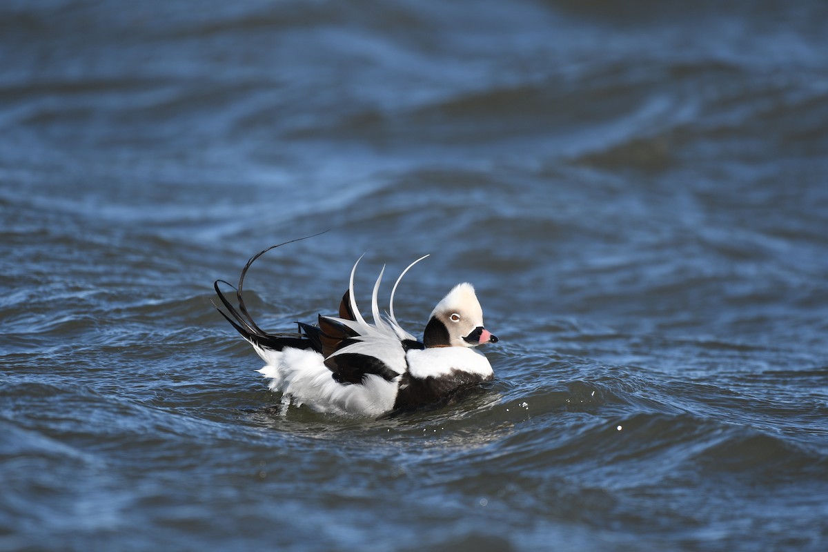 hoholka lední - ML647578363