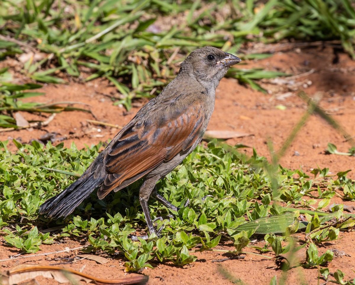 Screaming Cowbird - ML647578364
