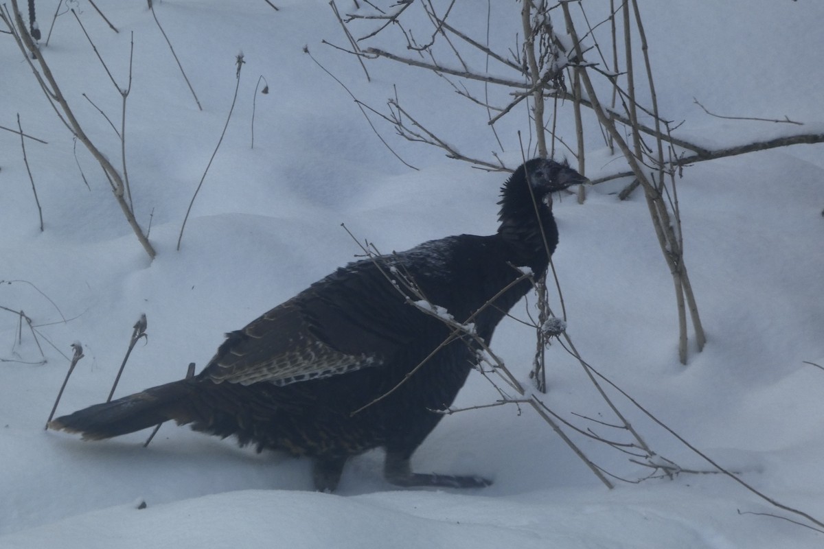 krocan divoký - ML647578365